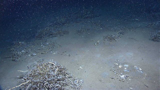 A community of seep tubeworms (Lamellibrachia) was discovered at the rocky foot of the West Florida Escarpment near De Soto Canyon Picture