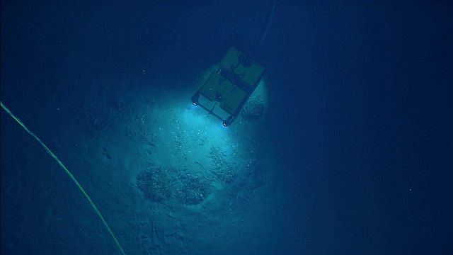 Little Hercules as seen from Serios hovering above an aggregation of vestimentiferan tubeworms (Lamellibrachia sp.). Picture