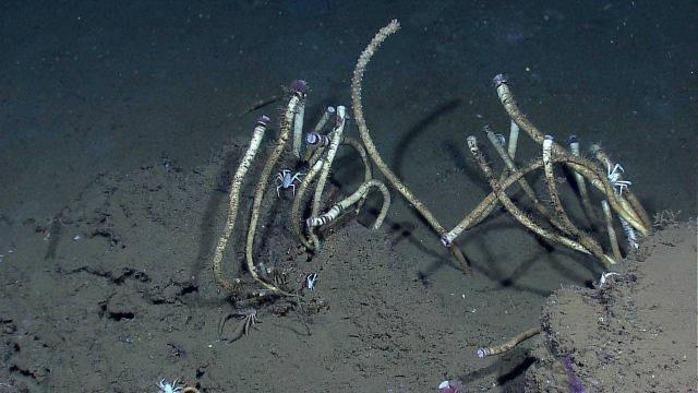 A small aggregation of vestimentiferan tubeworms (Lamellibrachia sp.) and squat lobsters using the small thicket for habitat. Picture