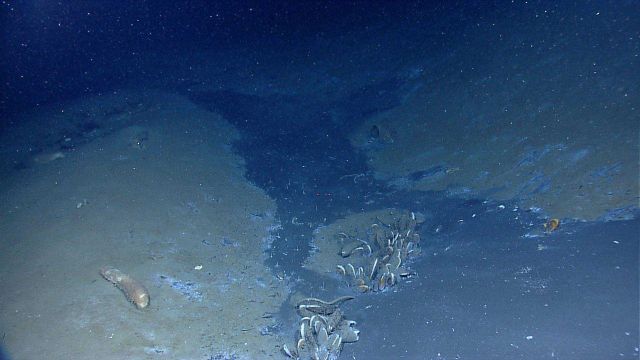 Cold seep area with mussels, a few tube worms, and a large holothurian. Picture