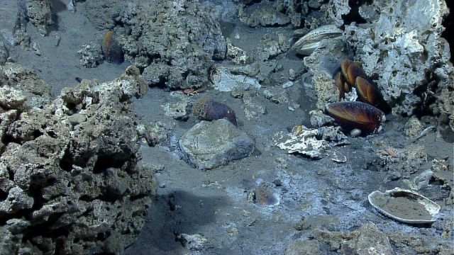 Large mussels and small squat lobsters in a cold seep area in an area of outcropping rock Picture