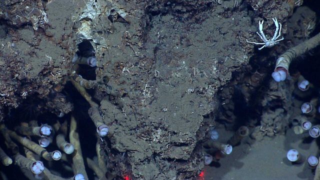 Vestimentiferan tube worms and a white squat lobster Picture