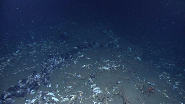 Sea floor strewn with dead mussel shells except along linear pattern extending from bottom left to the center of the image Picture