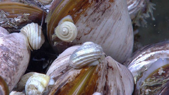 Bathymodiolus mussels and small white to shiny snails with beautiful whorled pattern. Picture