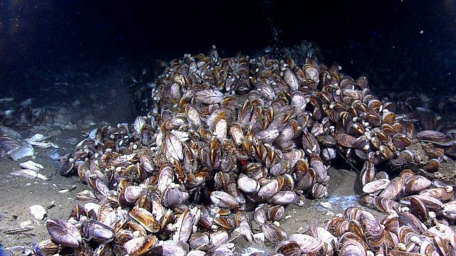 Bubbles of methane gas rise through a mussel bed at the Pascagoula Dome Picture