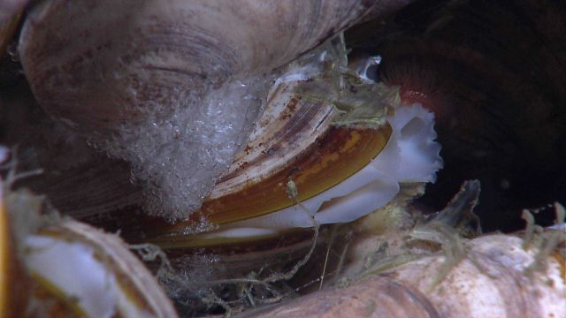 Methane bubbles trapped and forming hydrate below a Bathymodiolus mussel. Picture