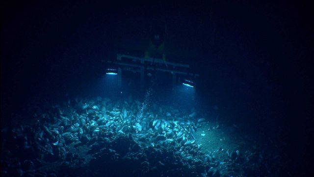 Bubbles of methane gas rise through a mussel bed at the Pascagoula Dome. Picture