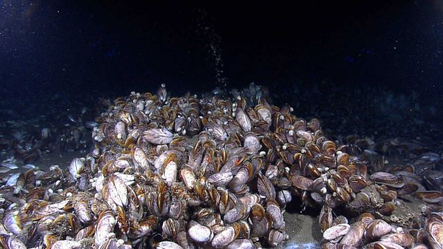 Bubbles of methane gas rise through a mussel bed at the Pascagoula Dome. Picture