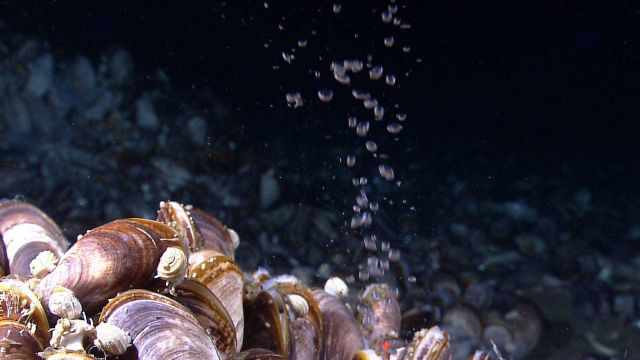 Bubbles of methane gas rise through a mussel bed at the Pascagoula Dome. Picture