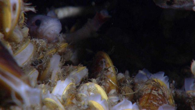 A zoarcid fish peeks out from a bed of chemosynthetic mussels Picture