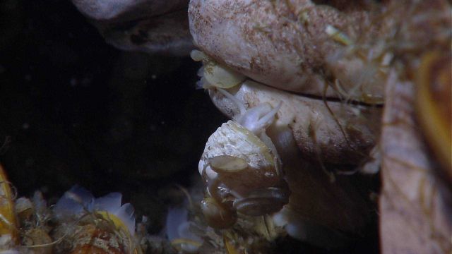 A marine snail crawling over a mussel field at a cold seep Picture