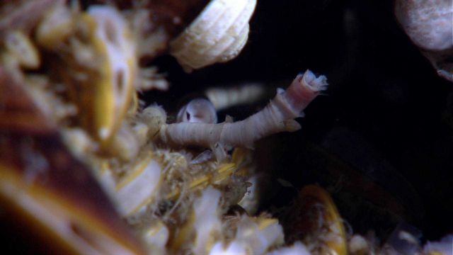 A tube worm, mussels, and a snail at a cold seep site. Picture