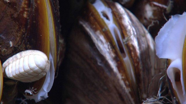 Mussels, a white chiton, and small white crustaceans at a cold seep site. Picture