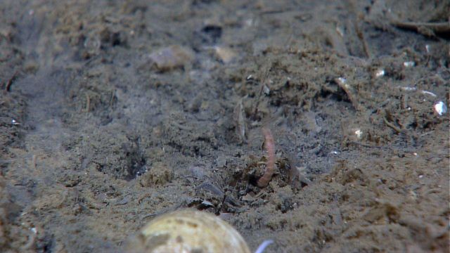 A scale worm in sediment stained by chemical bearing fluids at a cold seep. Picture