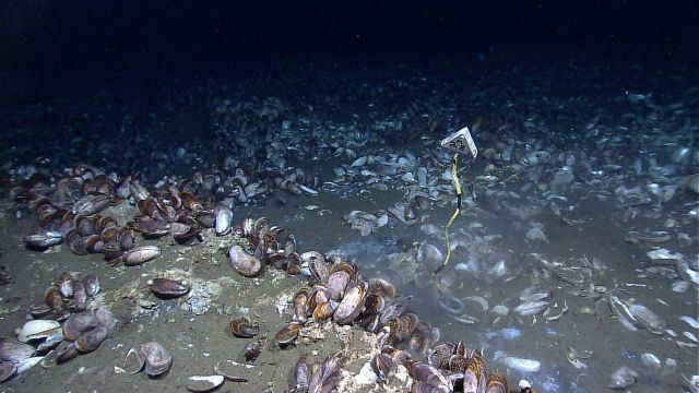Mussels surrounding a brine pool of denser water lying underneath less dense sea water. Picture