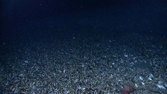 A dense bed of mussels at a cold seep with a large red crab in the foreground Picture