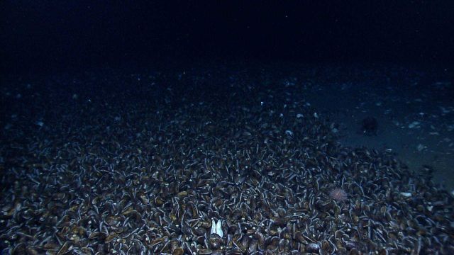 A dense bed of mussels at a cold seep with a sea urchin. Picture