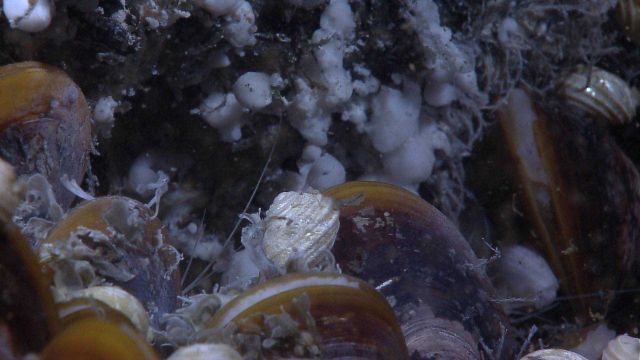 Bathymodiolus mussels, a white gastropod, and white, probably bacterial, material. Picture