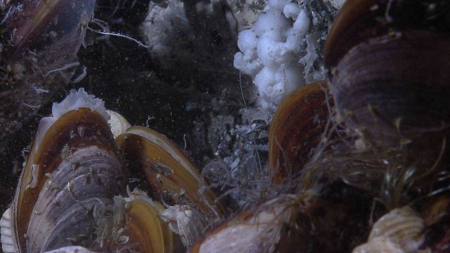 Bathymodiolus mussels, a white gastropod, and white, probably bacterial, material Picture