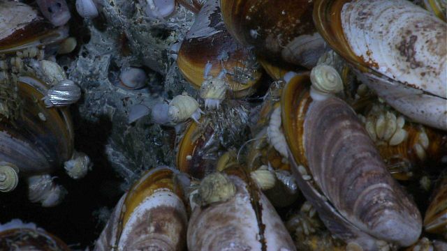Bathymodiolus mussels and white gastropods Picture
