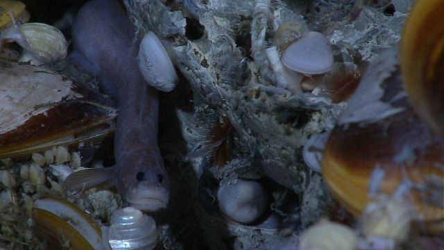 Bathymodiolus mussels, white gastropods, and zoarcid eelpout on the left Picture