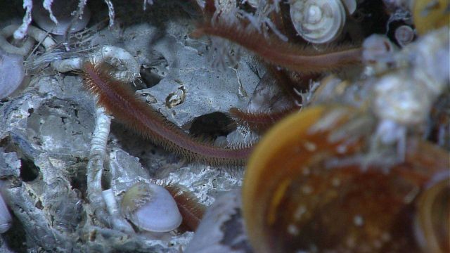 Reddish worms, tube worms, gastropods, and bathymodiolus mussels. Picture