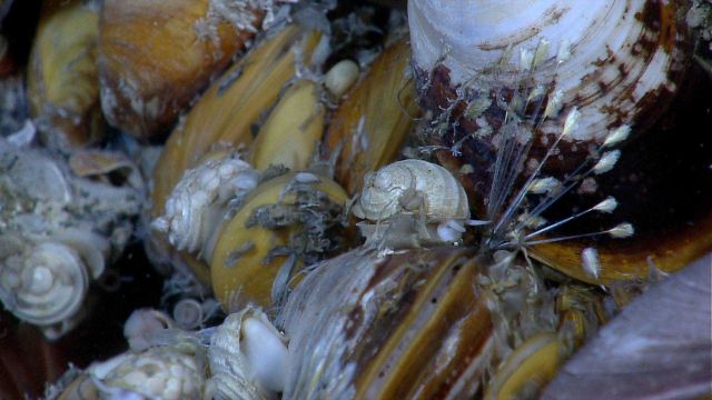 Bathymodiolus mussels, white gastropods (some covered with the small white disks seen in images expl7911 and expl7909 Picture