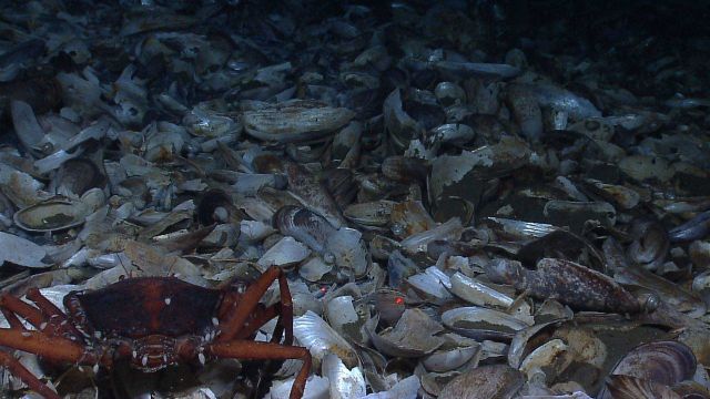 A red crab (Chaceon quinquedens) on a bed of broken dead mussel shells. Picture
