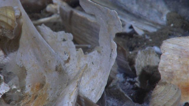 Broken dead mussel shells with a white gastropod and nearly invisible well- camouflages white translucent zoanthids. Picture