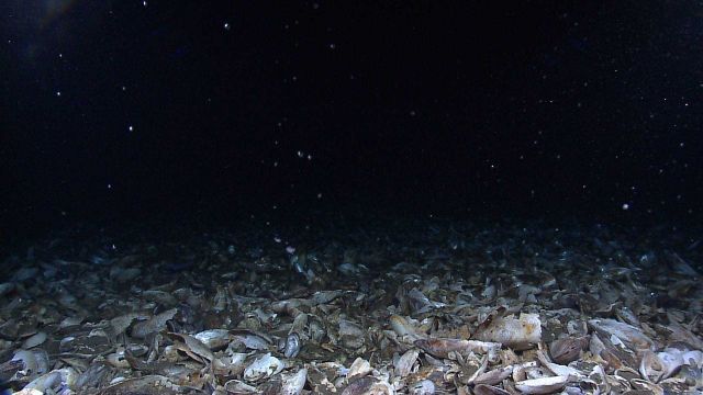 Bubbles of methane gas rise through a mussel bed at the Pascagoula Dome. Picture