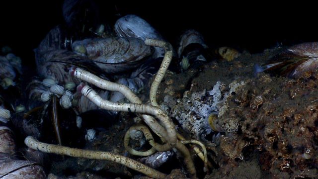 Large bivalves, vestimentiferan tube worms, and small white gastropods at a cold seep site. Picture