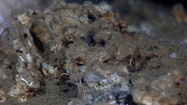 Carbonate cap rock with small tube worms. Picture