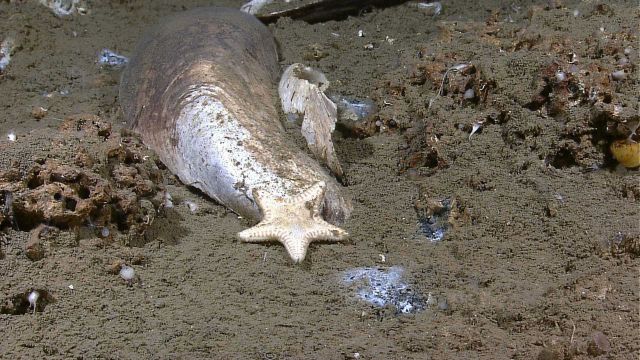 A white sea star on a large dead mussel shell Picture