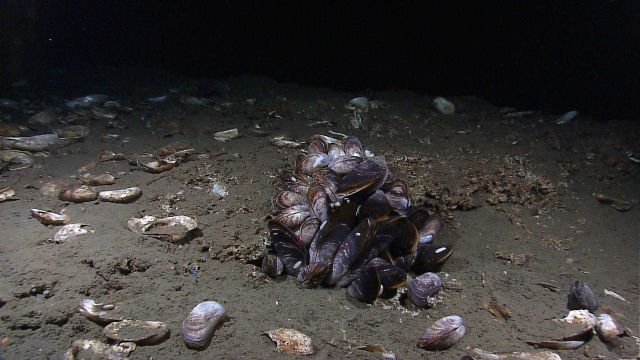 A patch of living bathymodiolus mussels at a cold seep site characterized by numerous dead shells. Picture