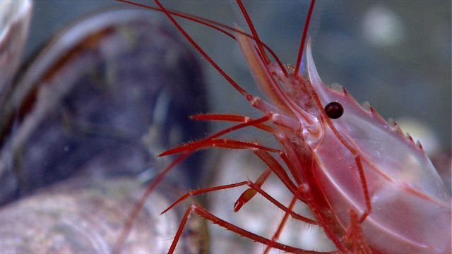 Head of a large red shrimp at a cold seep site. Picture