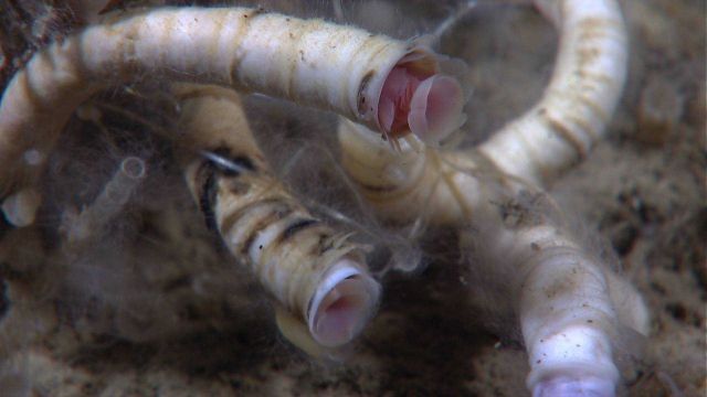 Vestimentiferan tube worms covered with some sort of filamentous material. Picture