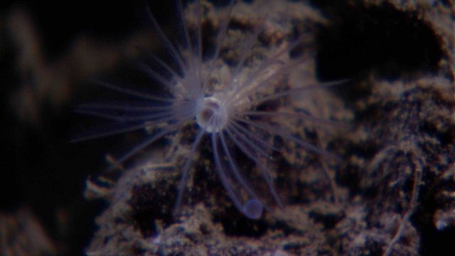 Suspension feeding tube worm Picture