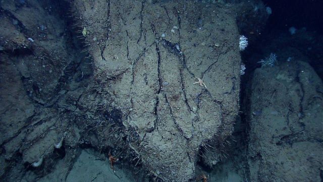 Mud wall with many small tube worms, a sea star, stylaster corals, and two squat lobsters. Picture