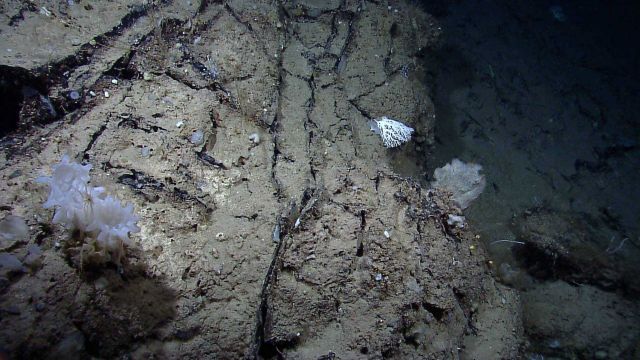 Glass sponges and a stylaster coral on a mud wall. Picture