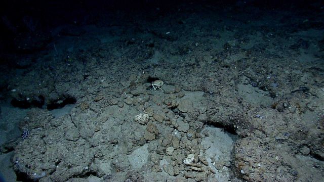 Maybe a large crab in the center of the photo Picture