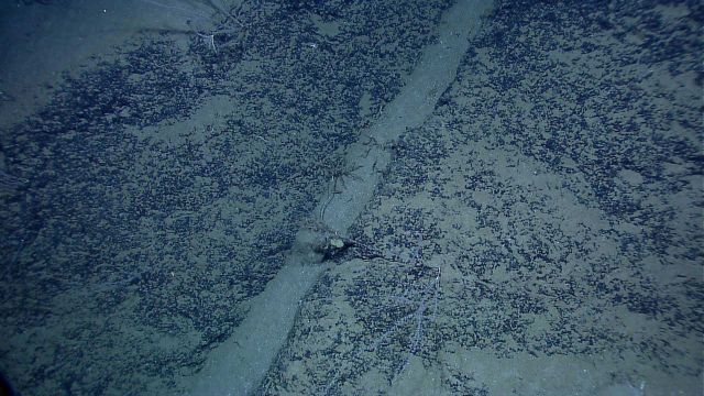 A sediment chute on a rock face and some skimpy bamboo corals. Picture
