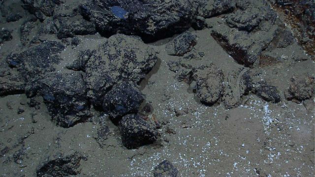 Small bluish gray sponges and a single red shrimp are seen on this rock debris Picture