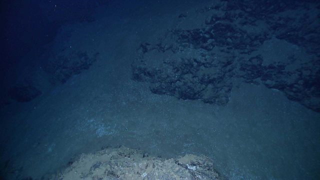 Sediment and rock with little biological (at least large) activity visible. Picture