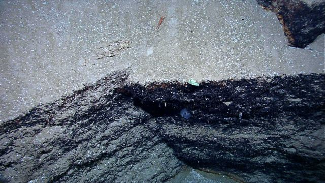 A red shrimp, a few small sponges, and what seems to be a stunted coral are all that are seen in this image of sediment covered rock. Picture