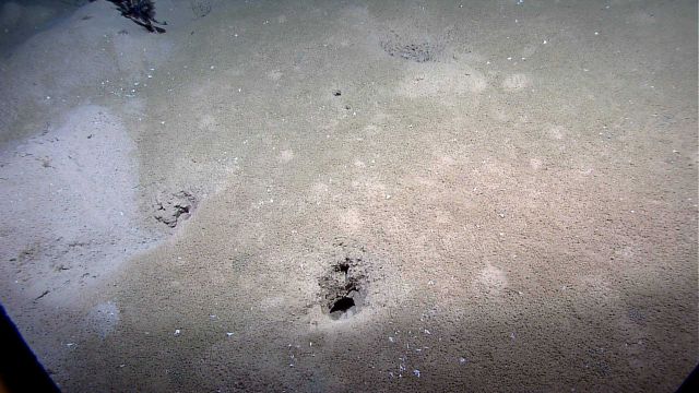 Deep holes dug in the sediment Picture