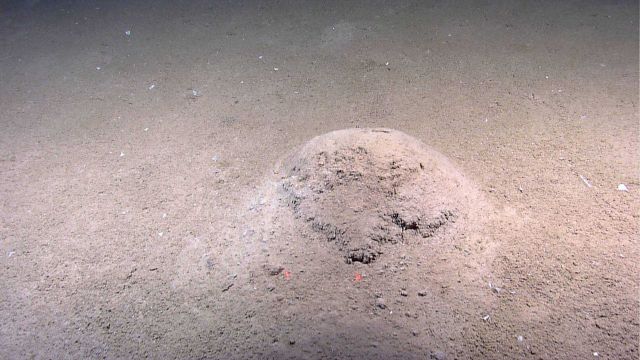 What has formed this mound? Picture