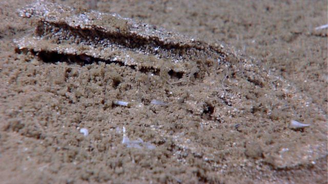 An odd layer consisting of white spherical material Picture