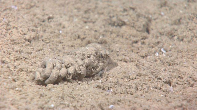 Tightly coiled fecal matter Picture