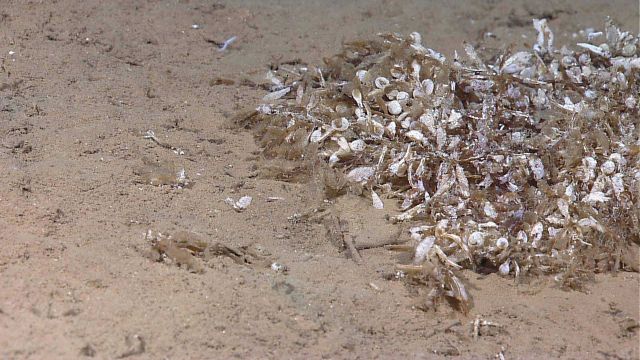 Deteriorating pile of sargassum weed some covered with bryozoan. Picture