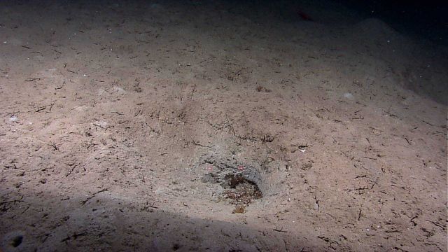 Deteriorating pile of sargassum weed 